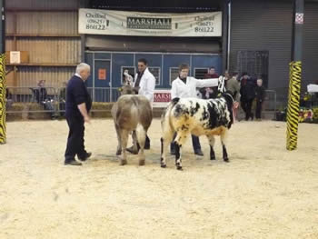 Robert Jones showing Brian Griffiths' champion steer